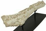 Impressive Fossil Dyrosaurus Rostrum - Morocco #227168-5